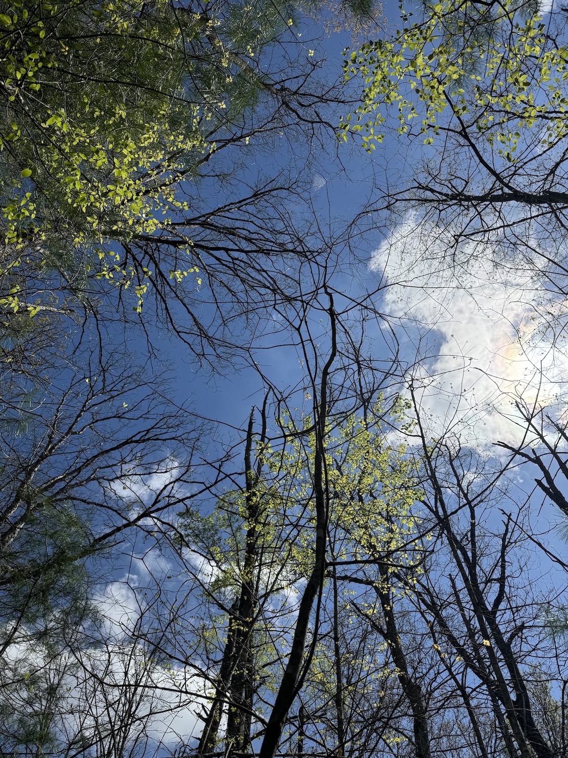 A view of a forest looking up from the ground to the tree-tops.