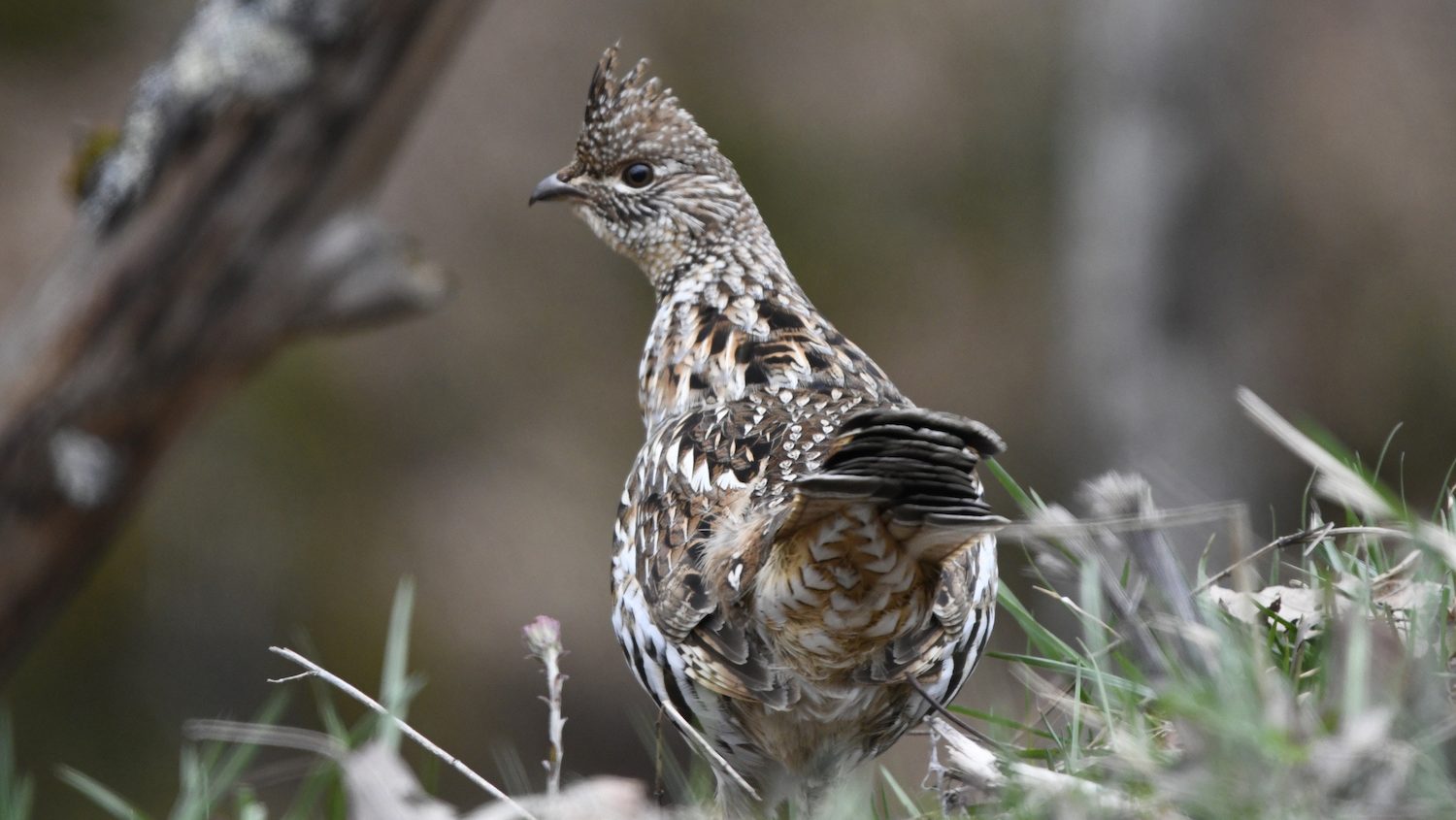 A grouse facing away from the camera, with a view of it's under-tail coverts.