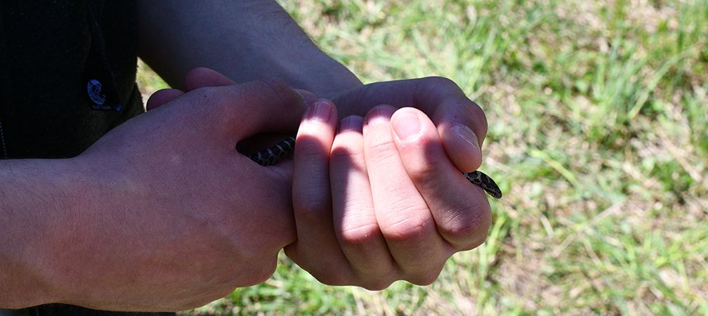 Close-up of eastern milksnake being gently handled by a long-term snake monitoring participant