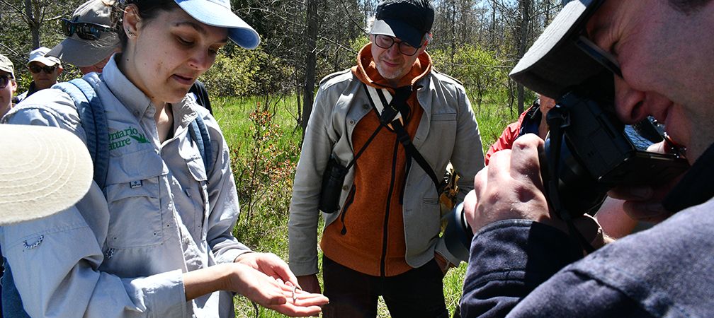Long-term snake monitoring participant photographs a juvenile eastern milksnake observed under a coverboard