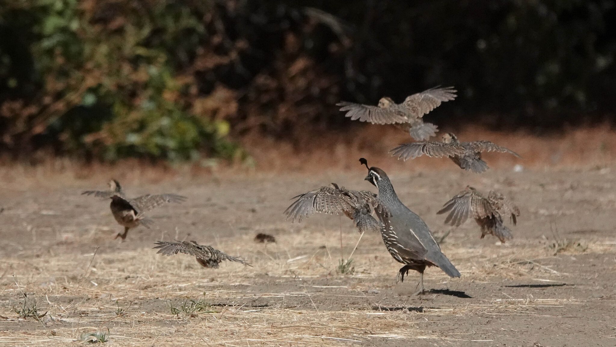 A flock of small quail, along with an adult, flying away from the camera.