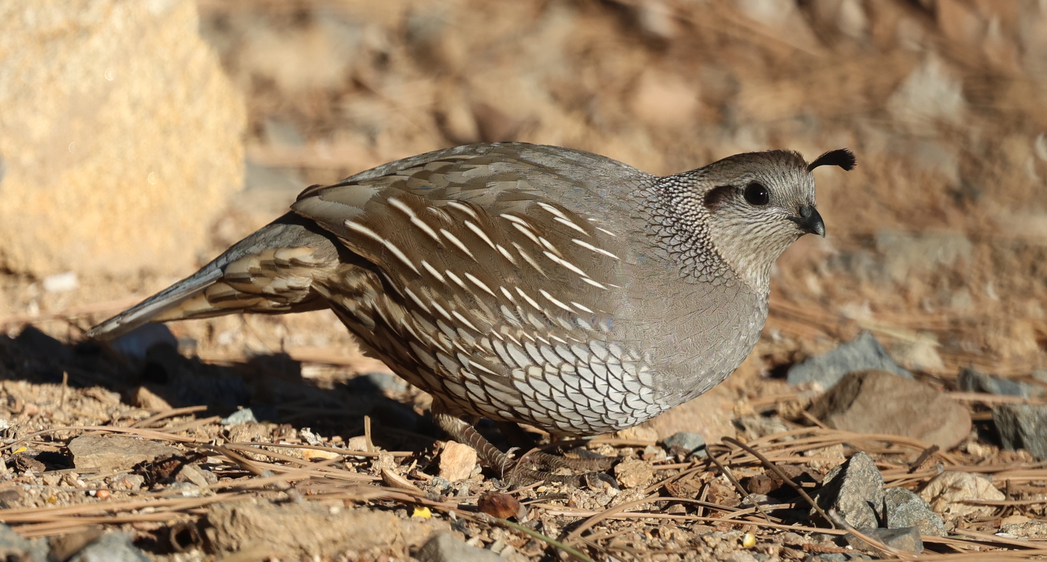 A female California quail crouched on the ground. She lacks the dark face of the male.