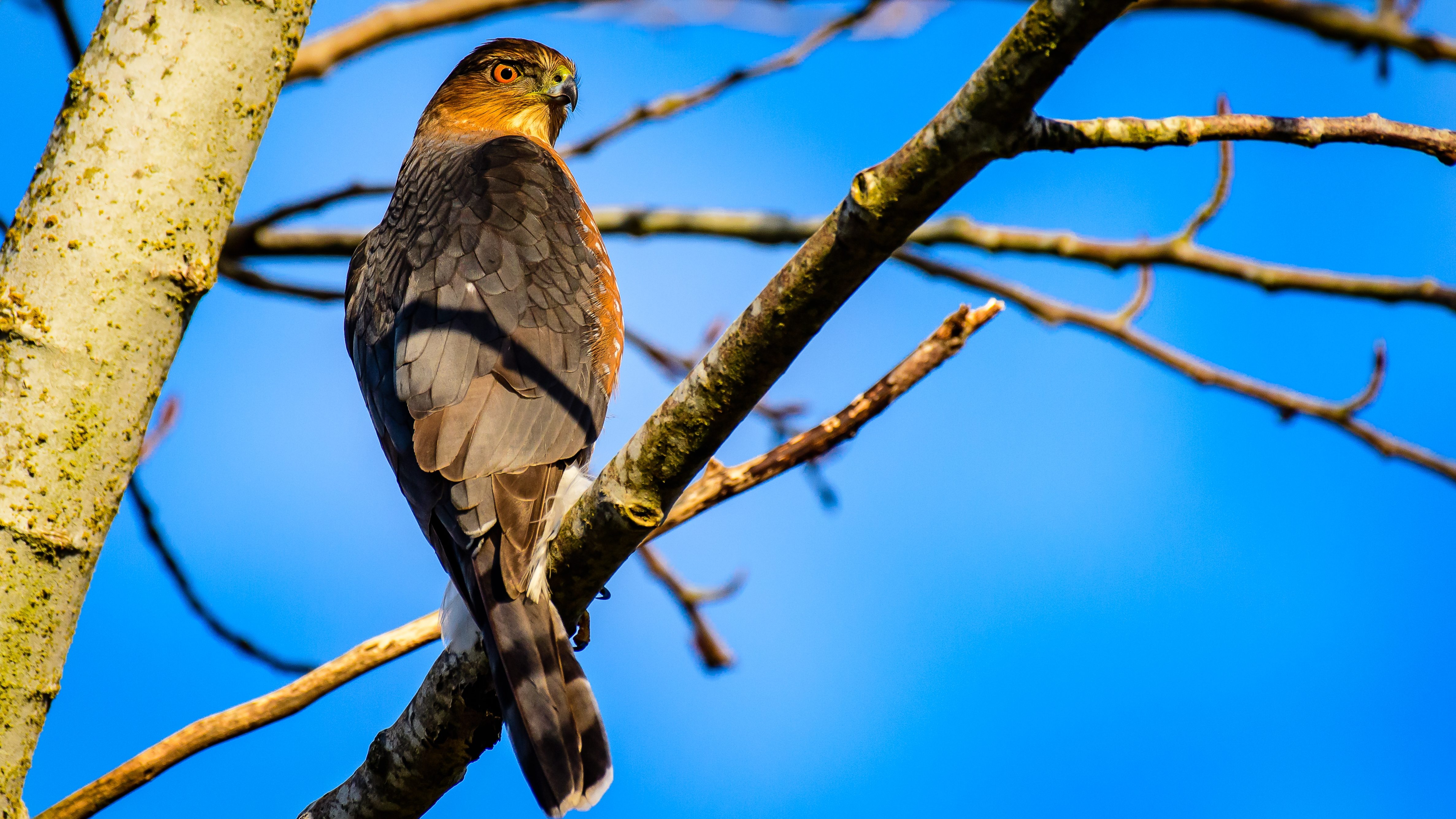 hawk perched on a branch staring down at the camera