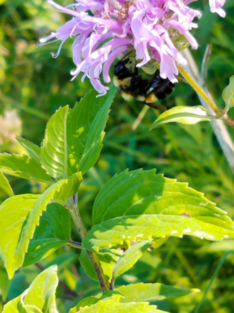 A rusty patched bumble bee (Bombus affinis) feeds on wild bergamot in a preserve. Photo © Lake County Forest Preserves.