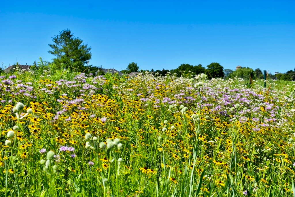 Large groups of wildflowers attract the attention of pollinators and allow them to feed more efficiently. Photo © Eileen Davis.
