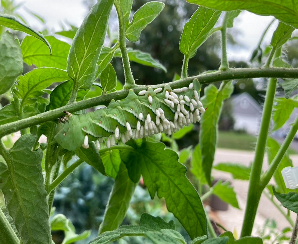 A tomato hornworm (Manduca quinquemaculata) caterpillar—which matures into the five-spotted hawk moth—is covered with the cocoons of a parasitoid wasp. Photo © Eileen Davis.