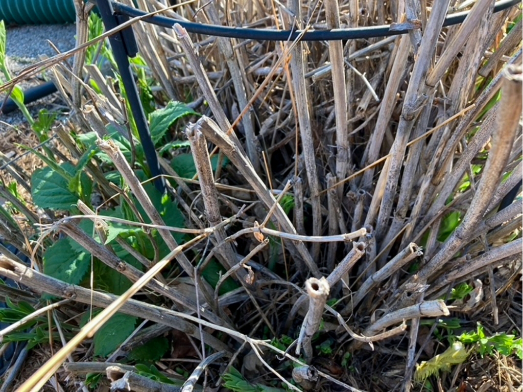 Stems from last summer's wild blue indigo (Baptisia australis) become homes for native bees. Photo © Eileen Davis.