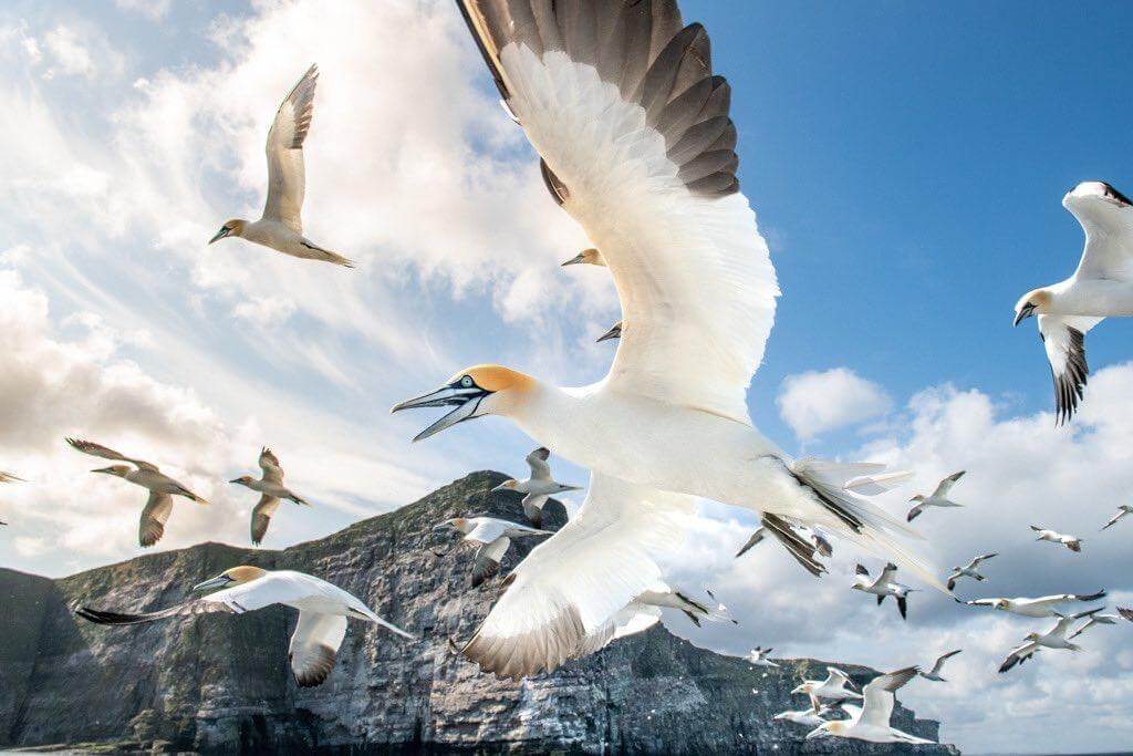 2023 Summer Season Summary – Shetland Nature 2023 Summer Season Summary – Shetland Nature