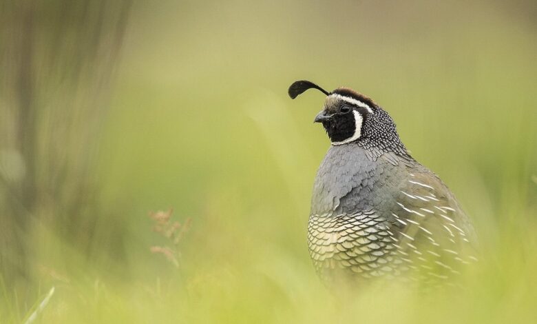 California Quail: Encounters with a Suburban Gamebird