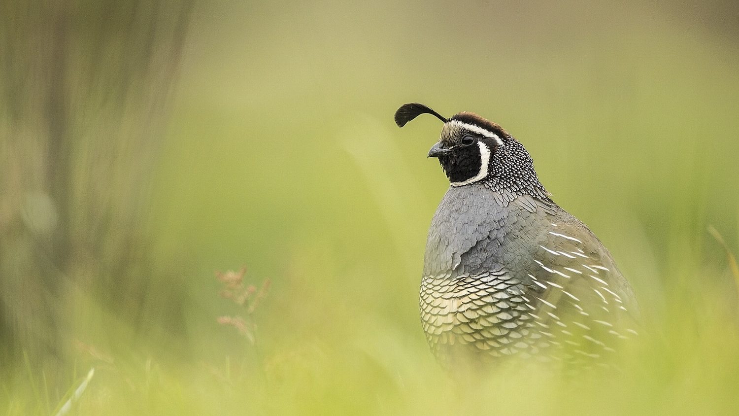 California Quail: Encounters with a Suburban Gamebird California Quail: Encounters with a Suburban Gamebird