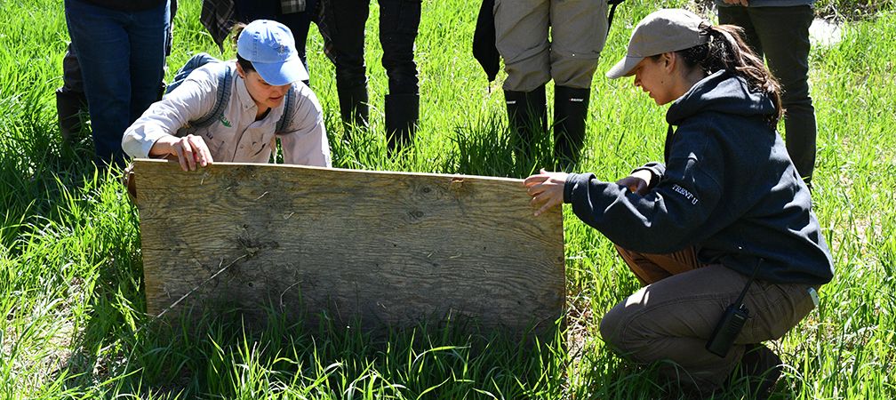 Discovering Snakes and Stewardship at Wye Marsh: Putting Community Science into Practice