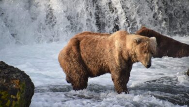 Does Otis the bear inspire support for conservation?