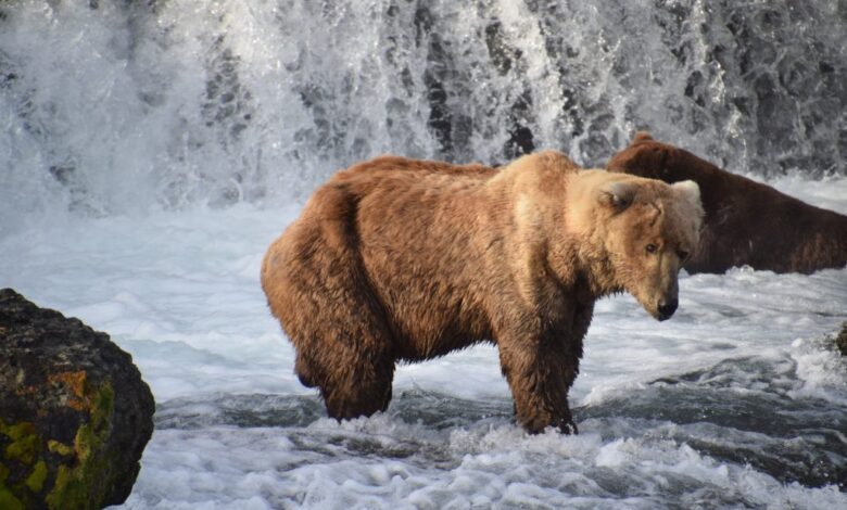 Does Otis the bear inspire support for conservation?