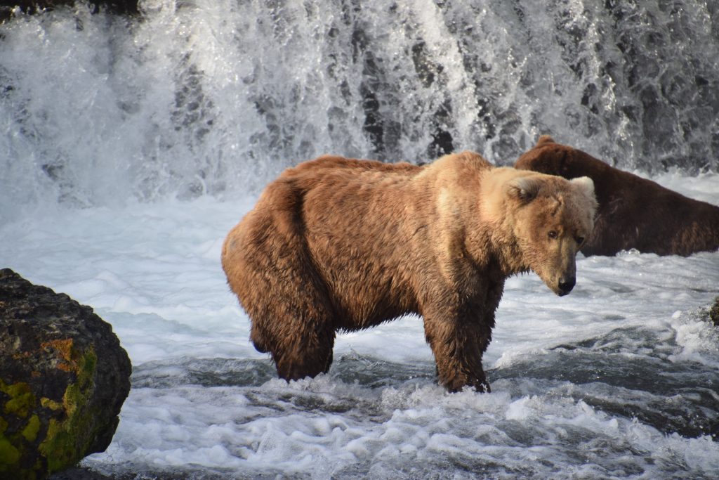 Does Otis the bear inspire support for conservation?