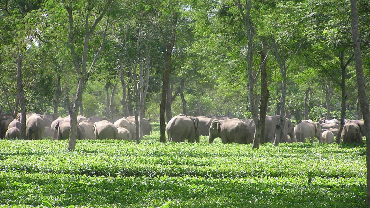 From Conflict to Coexistence: Thriving Together with Wildlife | Blog | Nature From Conflict to Coexistence: Thriving Together with Wildlife | Blog | Nature