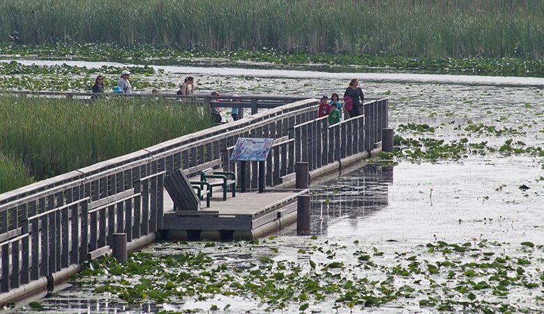 Ontario’s Biodiversity Report Card: Lessons in 2025