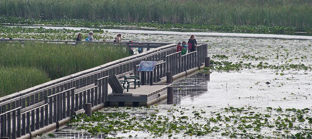 Accessible marsh boardwalk, Point Pelee National Park, wetlands, access to nature, biodiversity