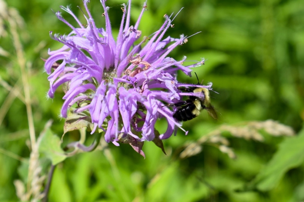 Planting for pollinators | Lake County Nature