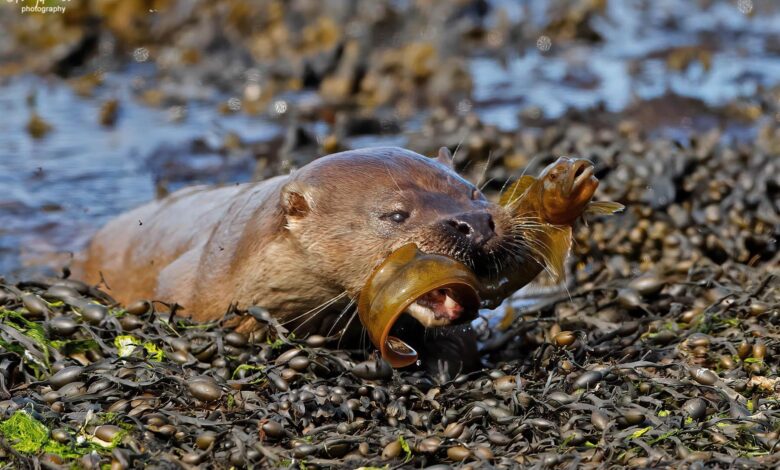 Review of our revamped Shetland Summer Photo-tour – Shetland Nature