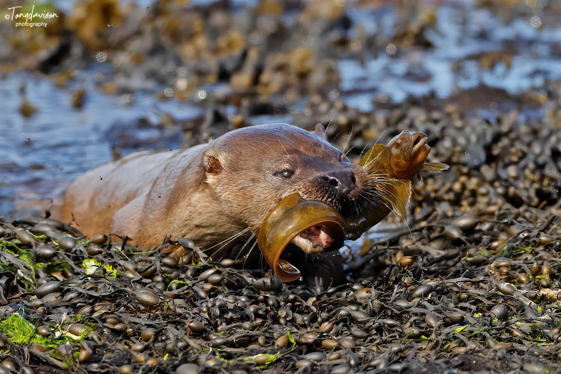 Review of our revamped Shetland Summer Photo-tour – Shetland Nature Review of our revamped Shetland Summer Photo-tour – Shetland Nature
