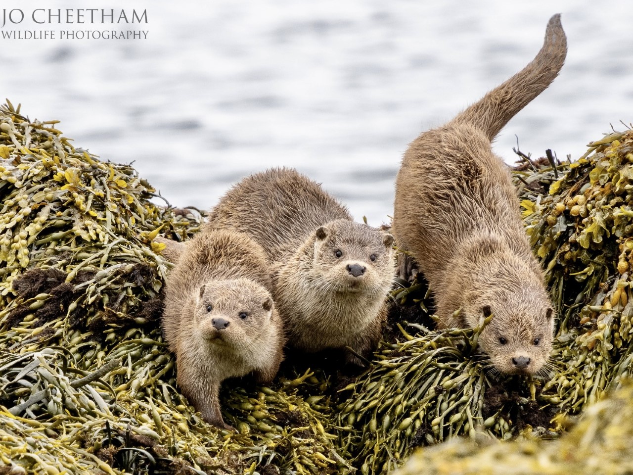 Season’s Greetings and 2022 Round-Up – Shetland Nature