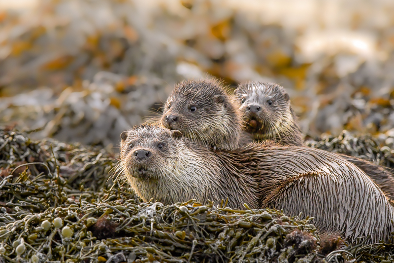 Shetland Otters feature on the latest David Attenborough series: Parenthood – Shetland Nature
