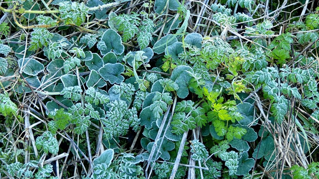 Signs of Life – Jessica’s Nature Blog Signs of Life – Jessica’s Nature Blog