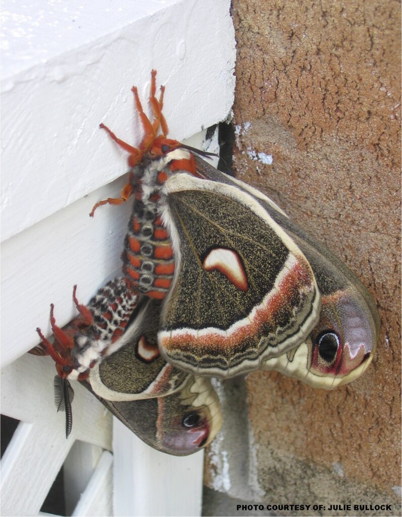 The Cecropia Moth: Art on the Wing The Cecropia Moth: Art on the Wing
