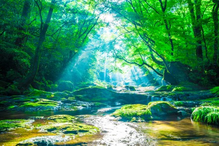 The Healing Power of Nature The Healing Power of Nature