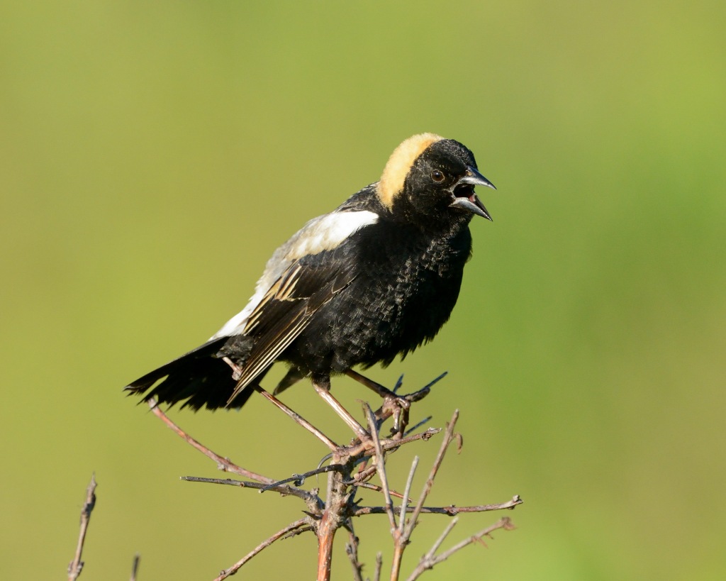 The bird that wears a tuxedo backwards