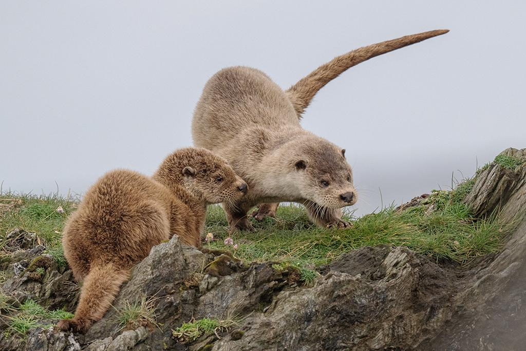 our autumn 2024 to 2025 clients’ image gallery – Shetland Nature